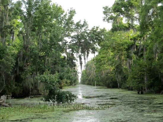 Airboat Adventures - swamp ride - New Orleans