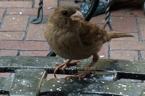 Cafe Beignet bird