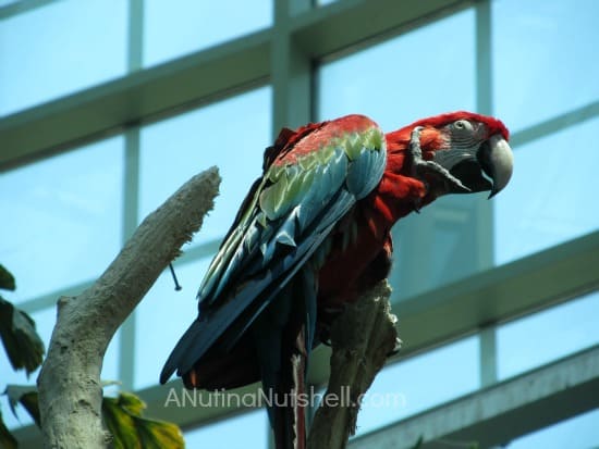 New Orleans Aquarium parrot