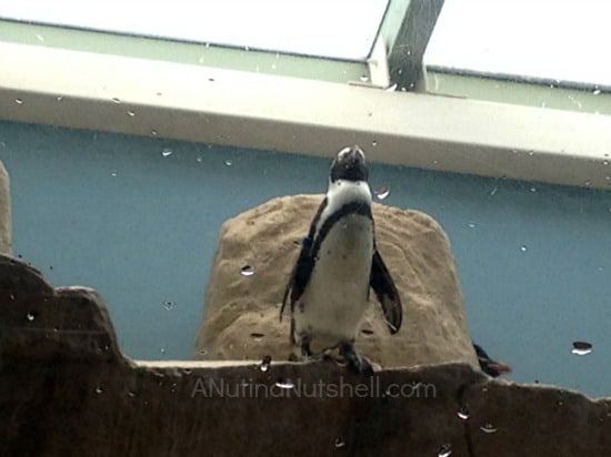 New Orleans aquarium penguin