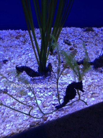 New Orleans aquarium seahorses