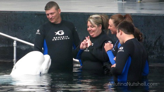 Beluga Whale interactive program - Georgia Aquarium