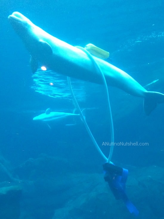 Beluga whale playing - Georgia Aquarium