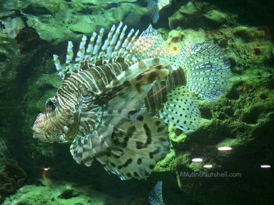 Lionfish - Georgia Aquarium