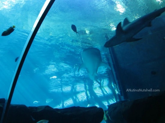 Ocean Voyager exhibit - Georgia Aquarium