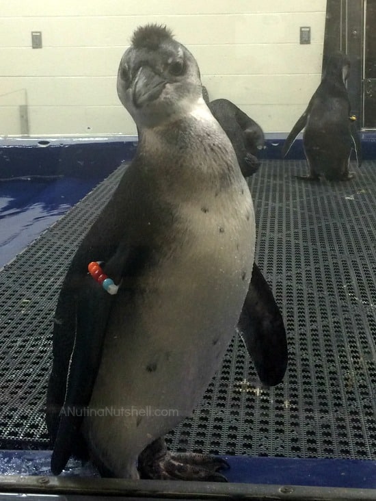 baby penguin behind the scenes - Georgia Aquarium