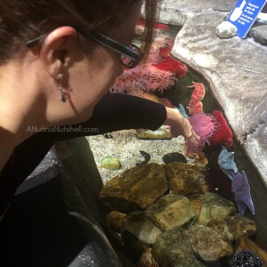 touch tanks at Georgia Aquarium