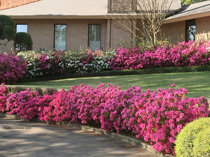 Azalea and Spring Flower Trail in Tyler Texas