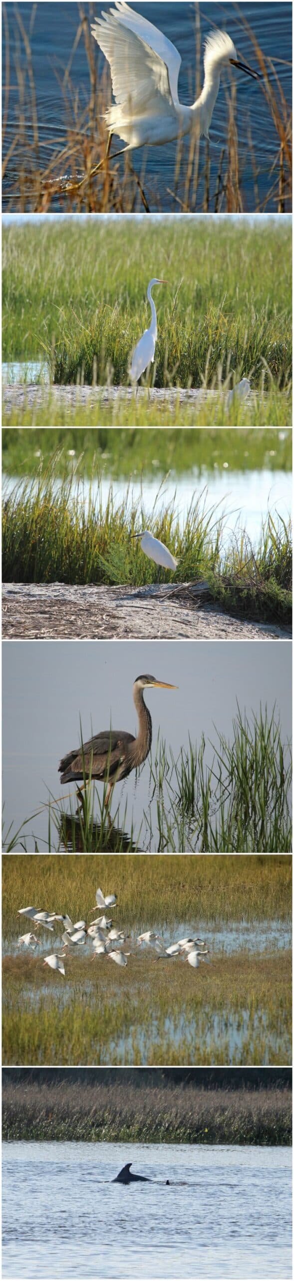 animals of the salt marsh - NCBI