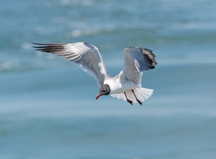 A bird flying over a body of water