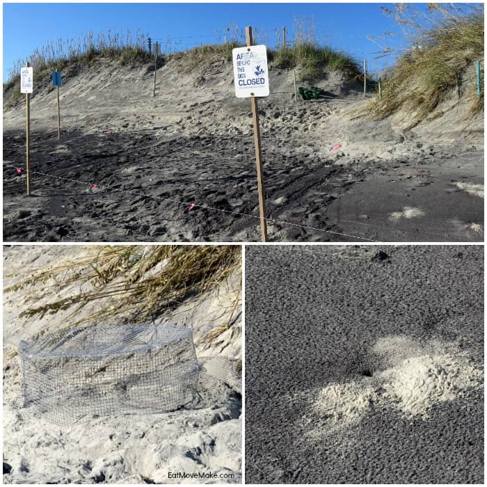 sea turtle nesting site - Pea Island Wildlife Refuge