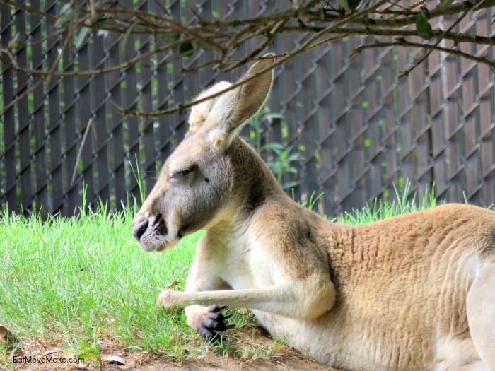 kangaroo - Riverbanks Zoo Columbia SC