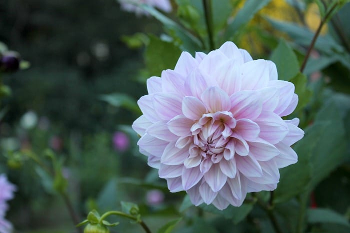 dahlia-from-dahlia-garden-at-high-hampton-inn