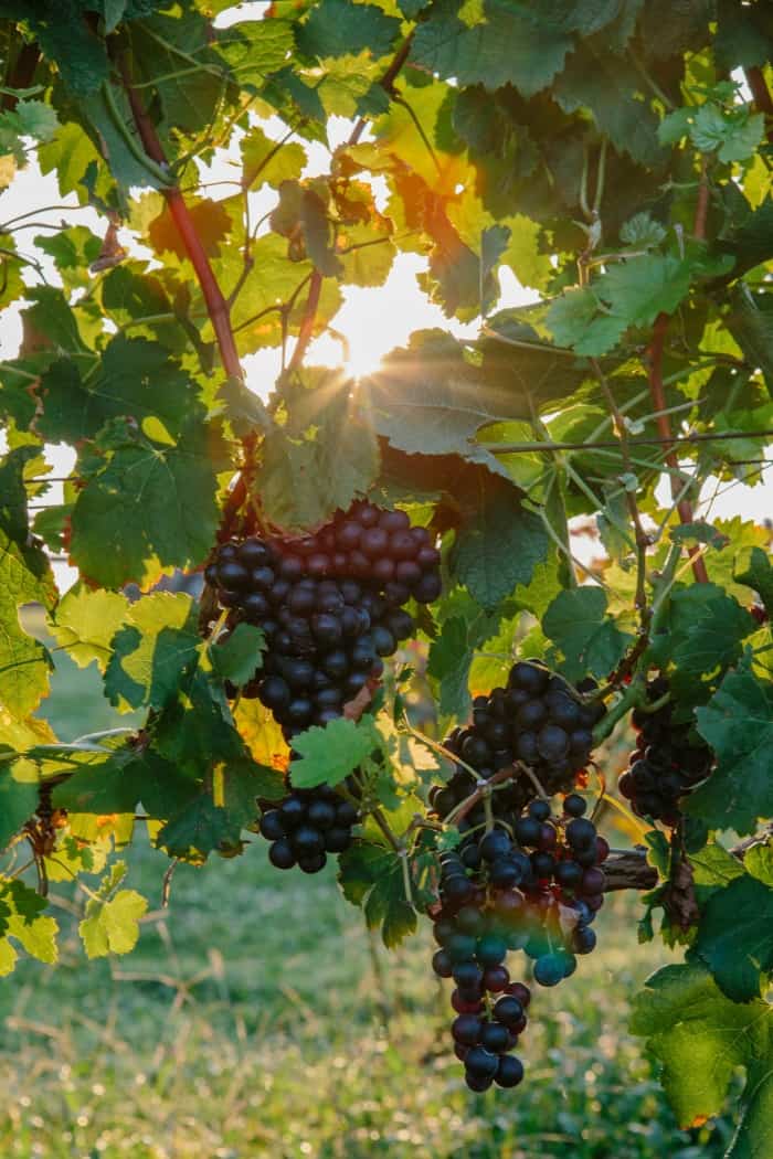 shelton-vineyards-grapes