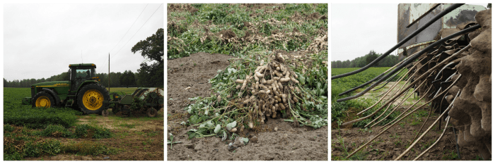 Hope and Harmony Farms peanut harvest