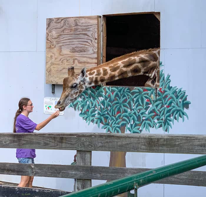 A giraffe eating a snack