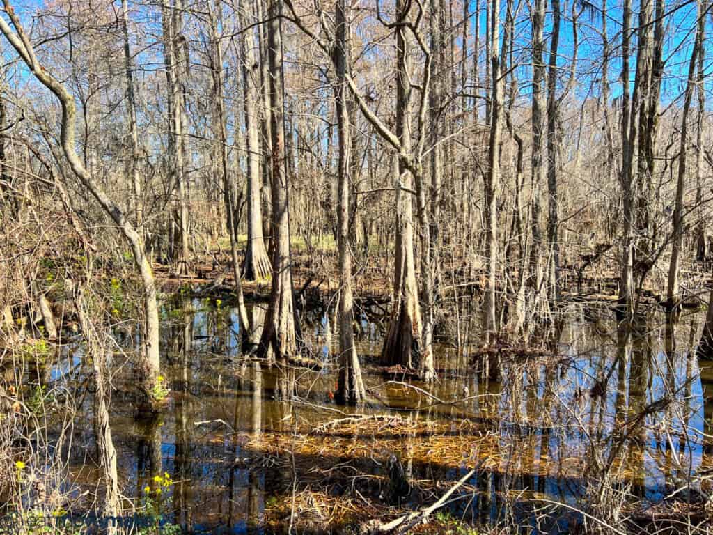 Black Bayou Lake National Wildlife Refuge 3