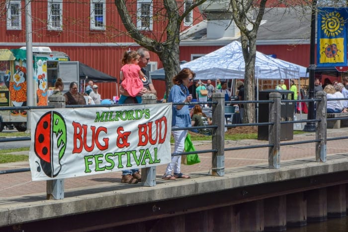 Bug and Bud Festival