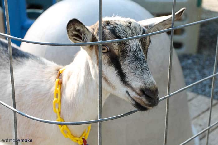 A goat standing next to a fence