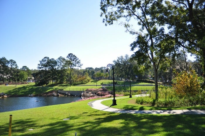 A large tree in a grassy area