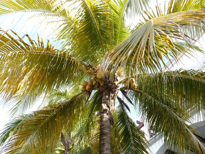 Cozumel coconut tree