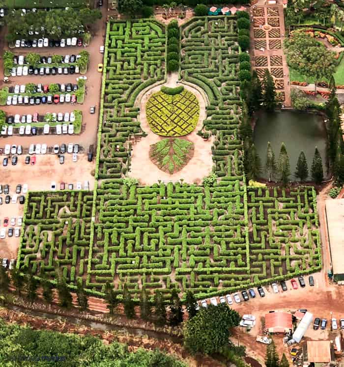 Dole Plantation pineapple maze