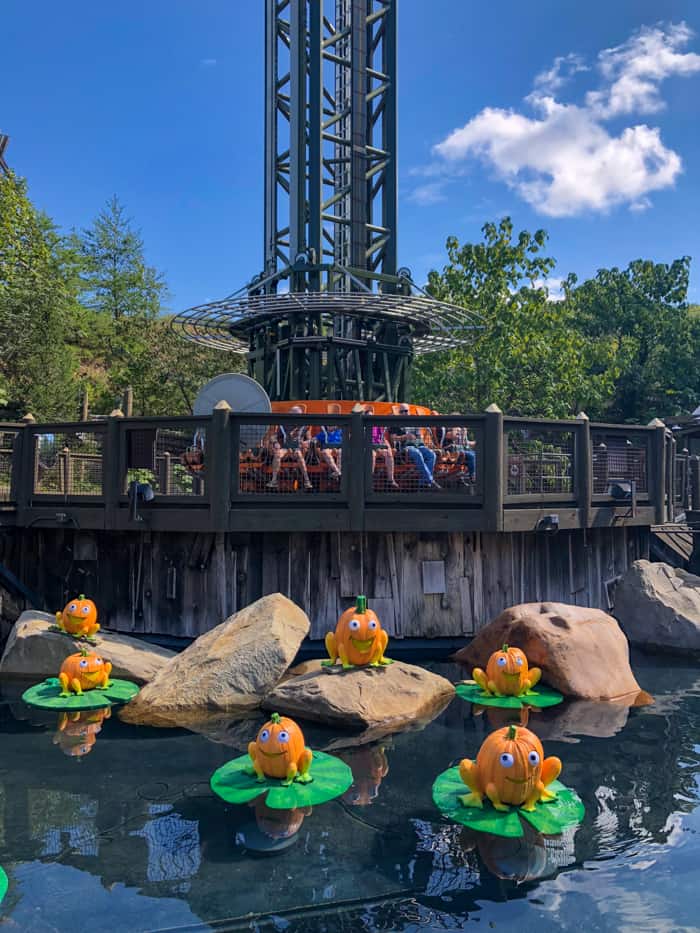 pumpkin display