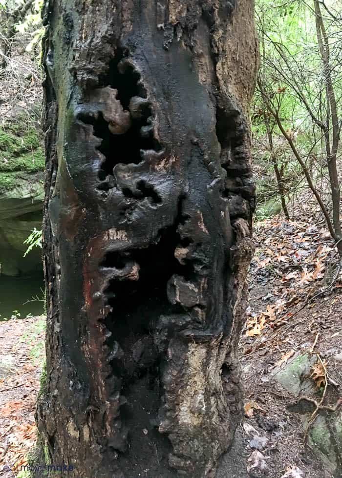 A tree in a forest