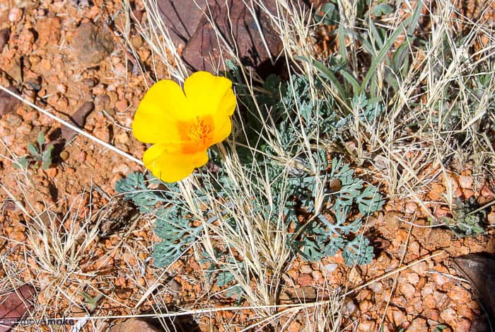 A close up of a flower