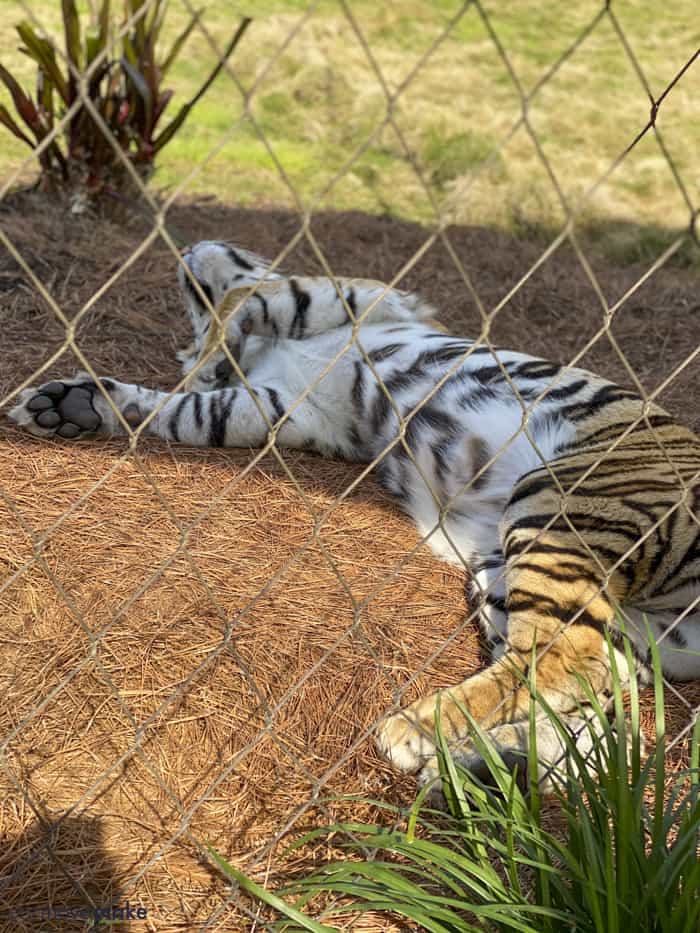 Mike the LSU tiger sleeping