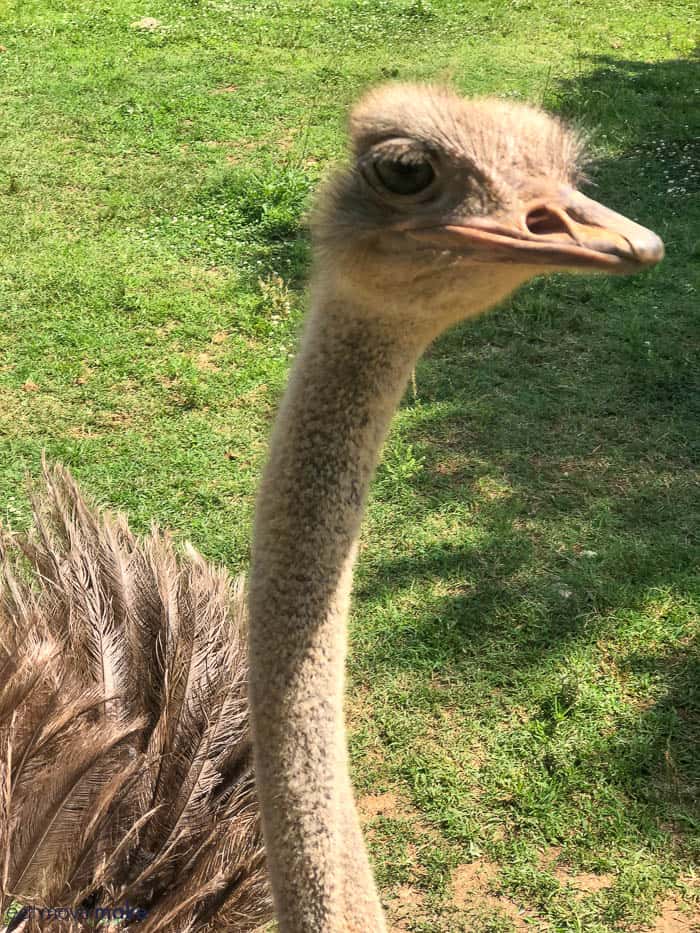 ostrich