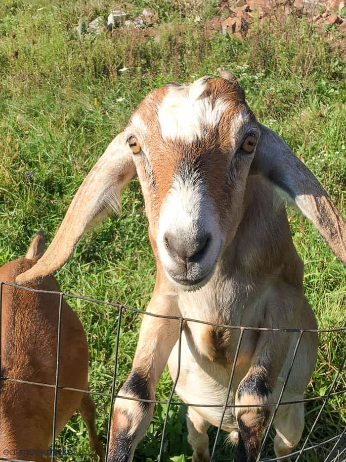 A close up of a goat