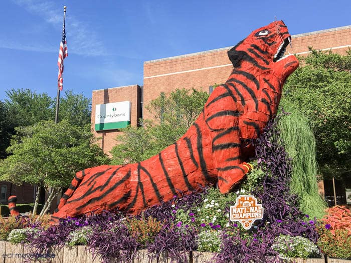 Clemson tiger topiary