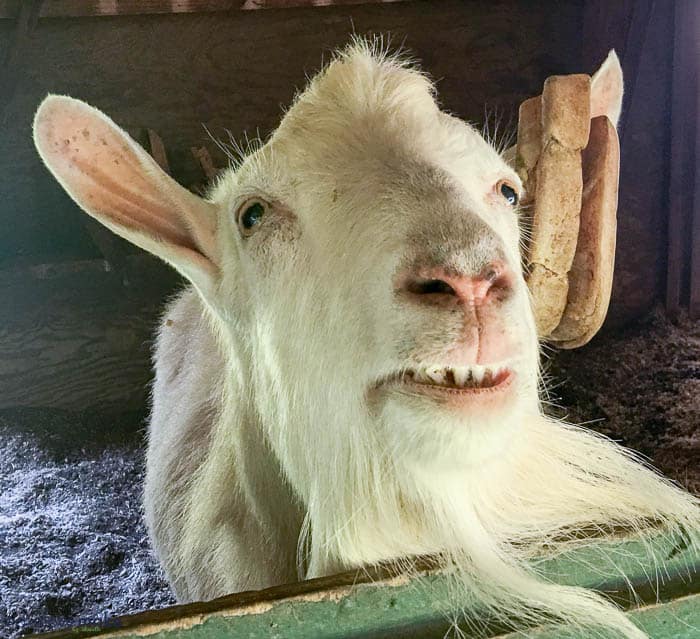 A close up of a goat