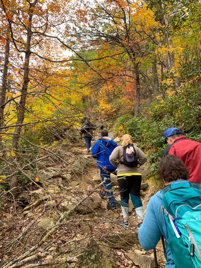 A group of people hiking in a forest