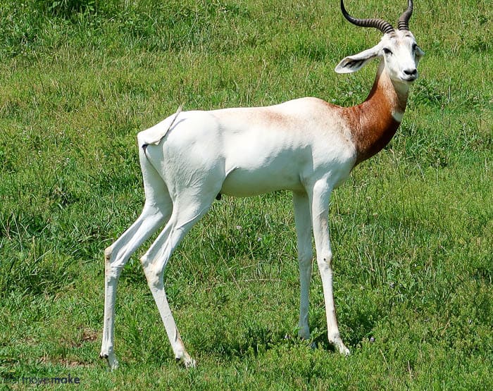 An animal standing on a lush green field