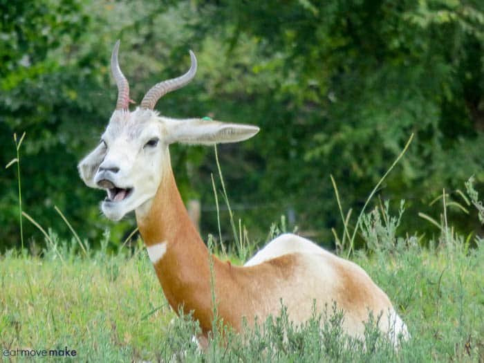 An animal standing on a lush green field