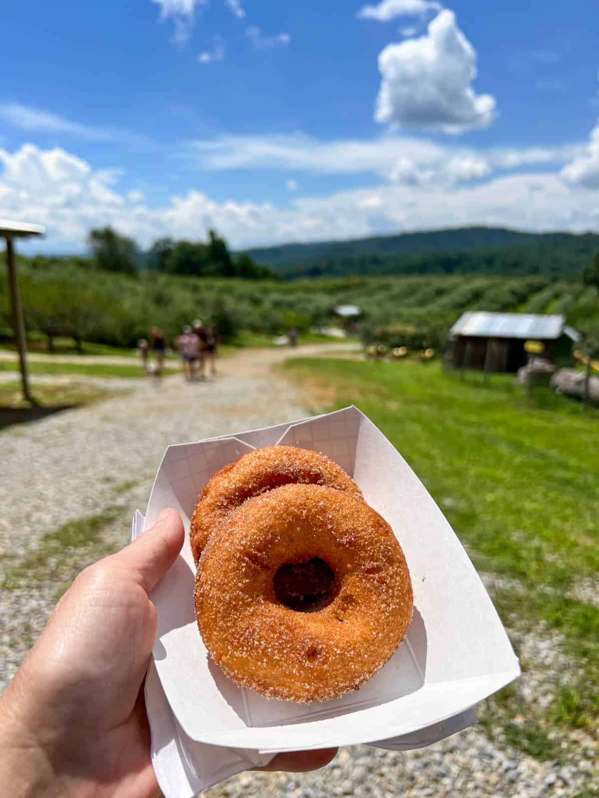 apple cider donuts - Sky Top Orchard