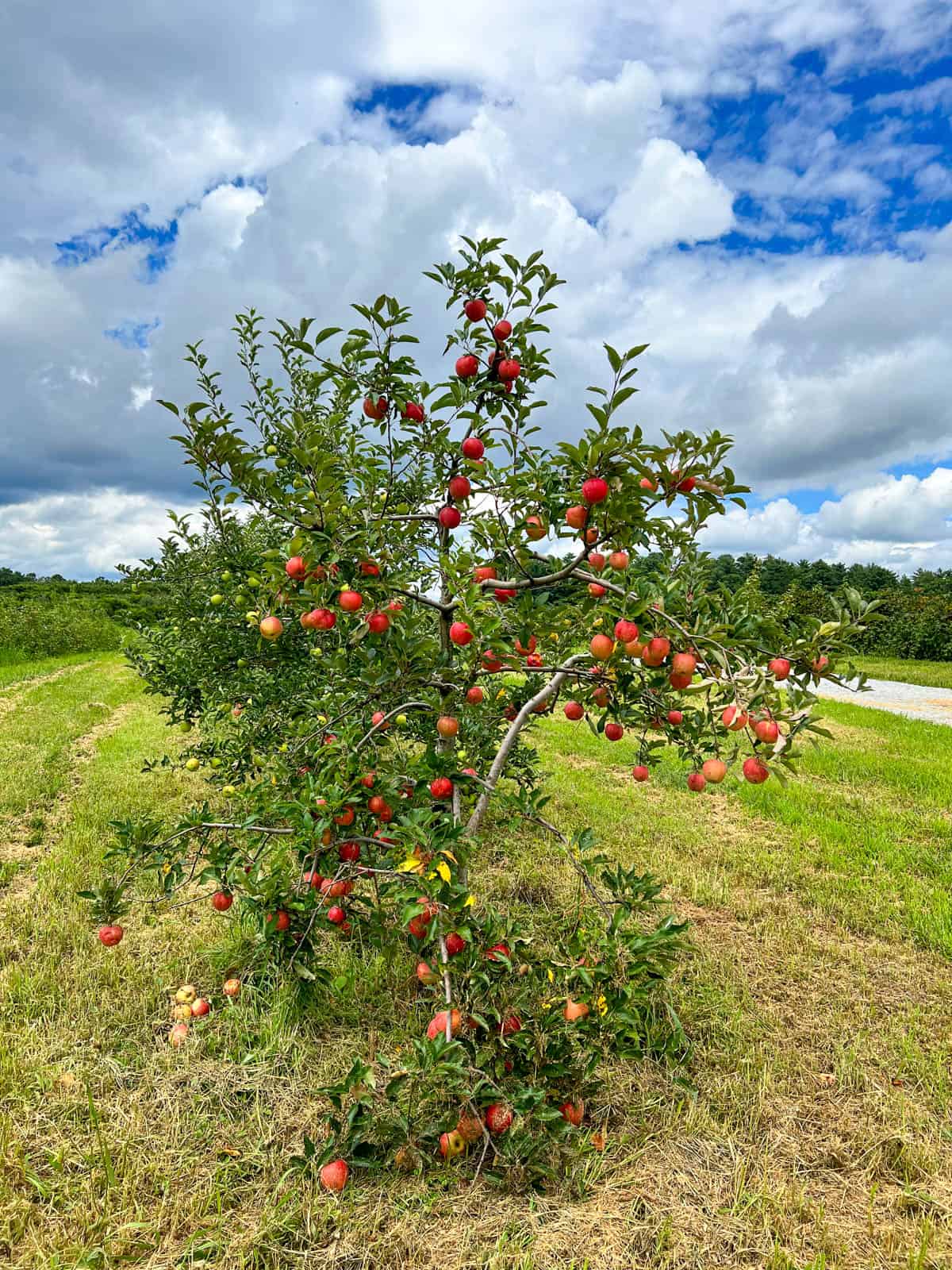 apple tree at McConnell Farms (apple orchards Hendersonville NC)