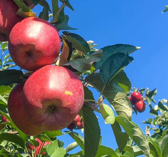 An apple sitting on a branch