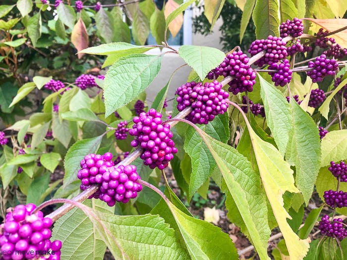 A close up of beautyberry