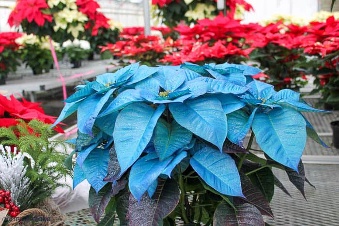 blue poinsettia