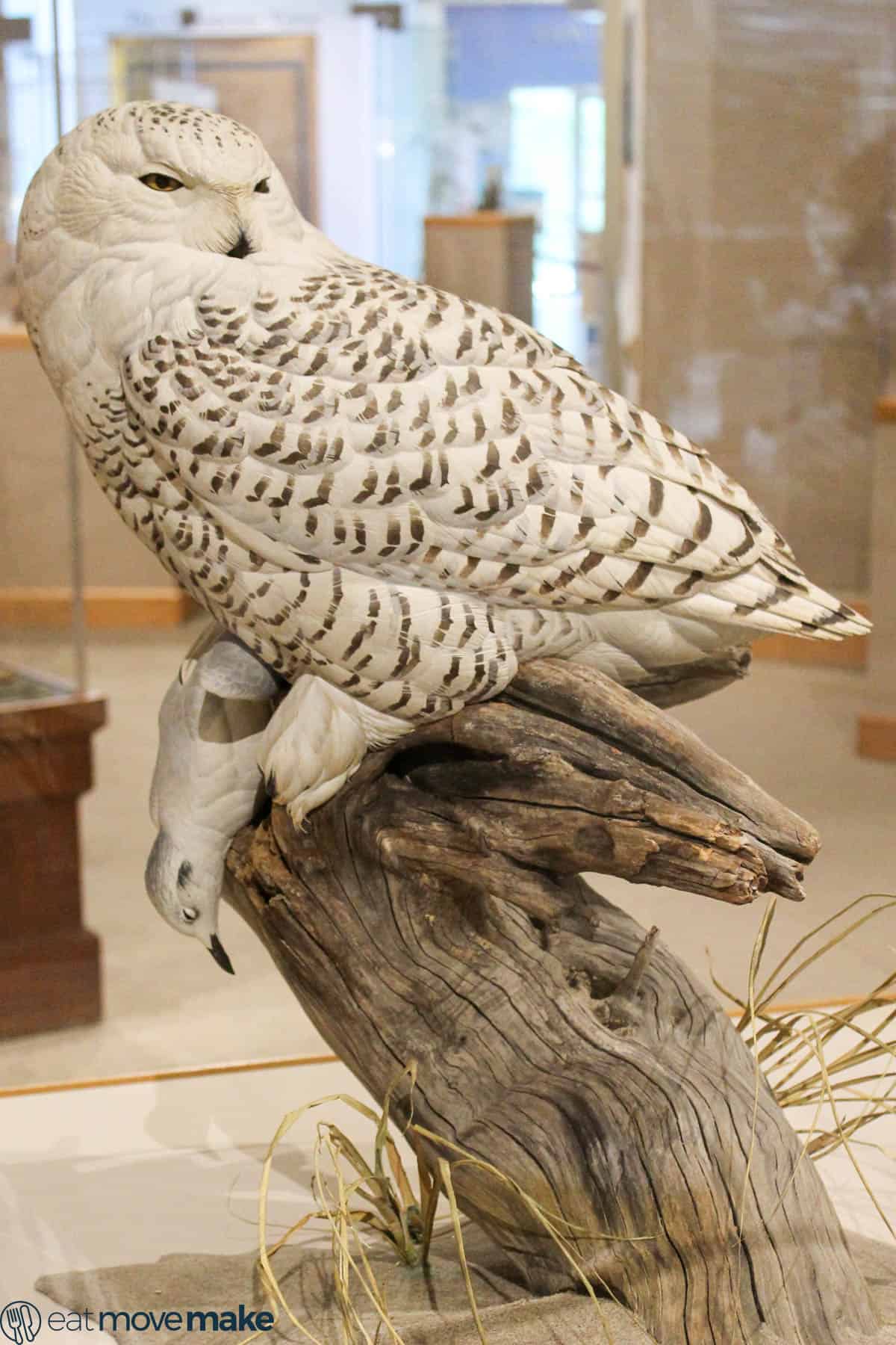 carved owl