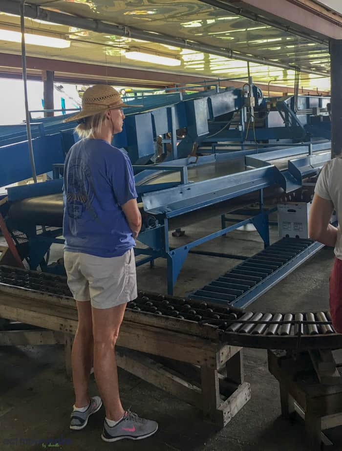 North Carolina farms cucumber sorting machines