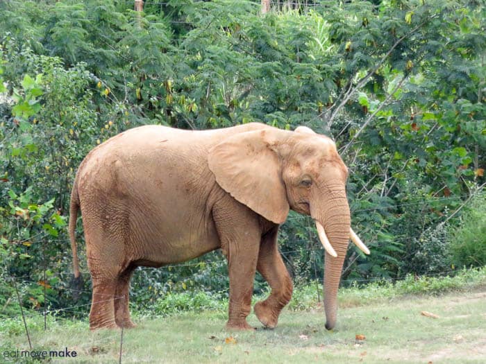A elephant that is standing on a lush green field