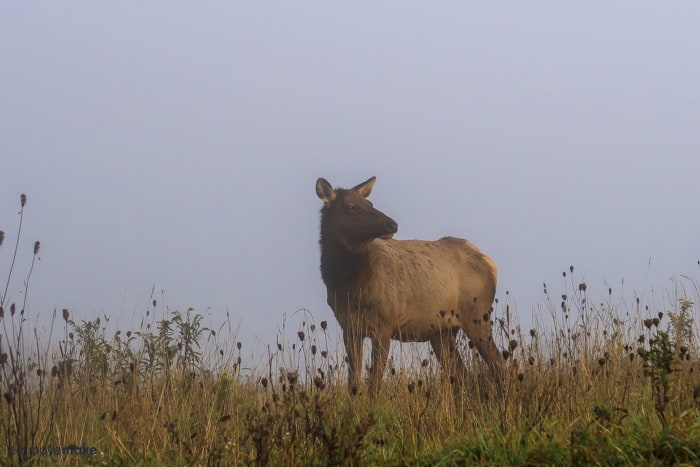 elk cow in field