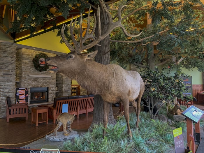 elk display in visitor center