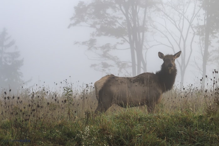 elk in field