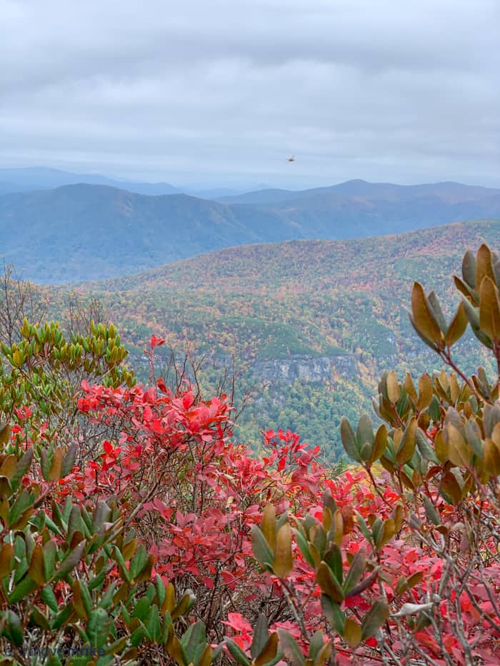 Flowering trees in front of a mountain