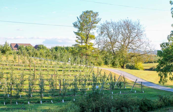 A large green field with trees in the background